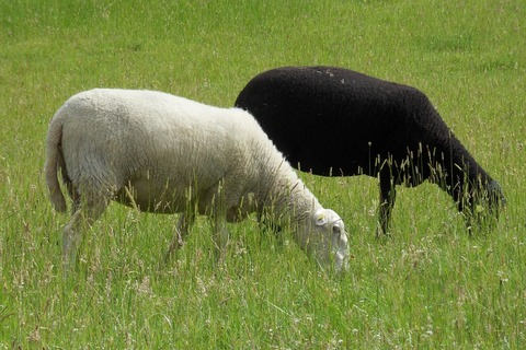 black-sheep-259648_960_720
